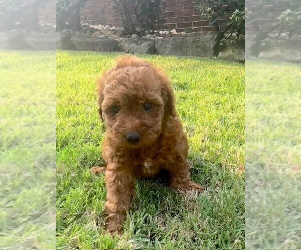 Medium Photo #4 Double Doodle Puppy For Sale in LAGRANGE, GA, USA