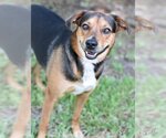 Small #4 German Shepherd Dog Mix