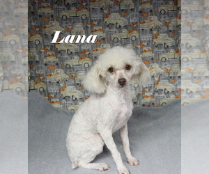 Poodle (Toy) Puppy for sale in CHANUTE, KS, USA