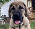 Small Photo #2 Spanish Mastiff Puppy For Sale in GILLETTE, WY, USA