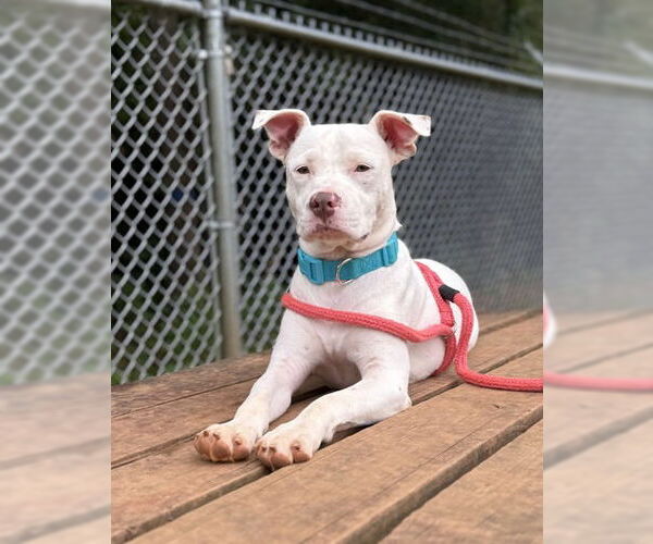 Medium Photo #3 American Pit Bull Terrier-Unknown Mix Puppy For Sale in Rockaway, NJ, USA