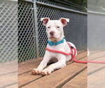 Small #2 American Pit Bull Terrier Mix