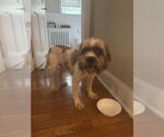 Small Shih Tzu Mix
