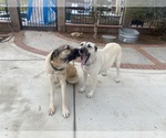 Small Photo #1 Kangal Dog Puppy For Sale in NORCO, CA, USA
