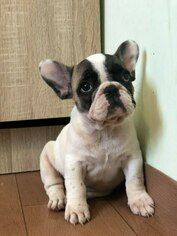French Bulldog Puppy for sale in WESTON, FL, USA