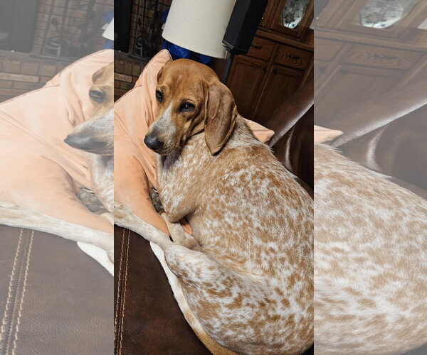Medium Photo #2 Coonhound-Unknown Mix Puppy For Sale in Plainfield, IL, USA