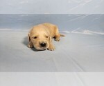 Small #7 Golden Retriever