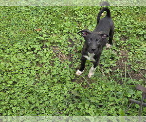 Poppi - Female Mutt Dog for Adoption - Photo #2