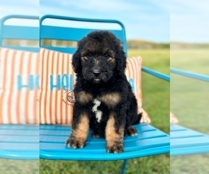 Goldendoodle Puppy for sale in MARYVILLE, MO, USA