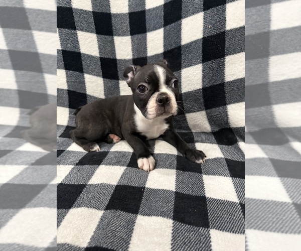 Medium Photo #6 Boston Terrier Puppy For Sale in LONGVIEW, WA, USA