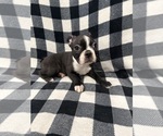 Small #5 Boston Terrier