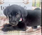 Small #3 Labrador Retriever Mix