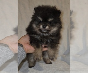 Pomeranian Puppy for sale in STOCKTON, CA, USA