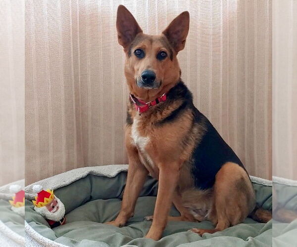 Medium Photo #22 Mutt Puppy For Sale in Canton, CT, USA