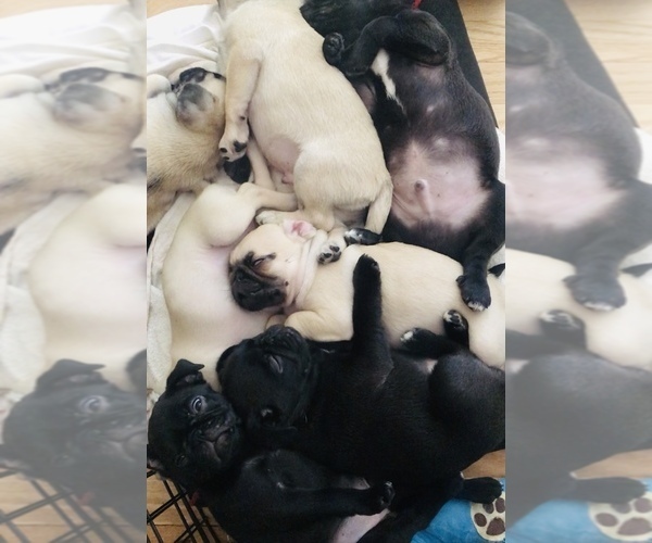 Medium Photo #3 Pug Puppy For Sale in NEW WINDSOR, NY, USA