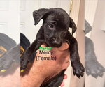 Small Mutt