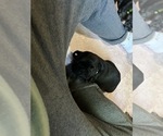 Small Photo #18 Frenchie Pug Puppy For Sale in BLOOMINGTON, IL, USA