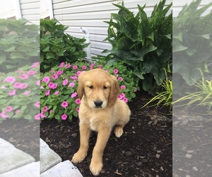 Golden Retriever Puppy for sale in MANHEIM, PA, USA