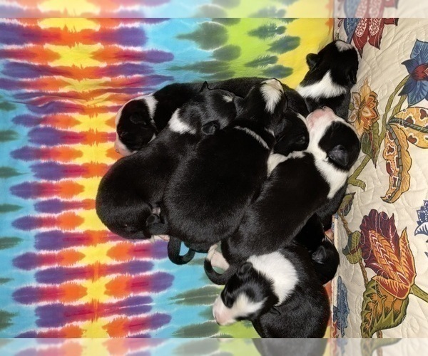 Medium Photo #2 Border Collie Puppy For Sale in KANSAS CITY, MO, USA