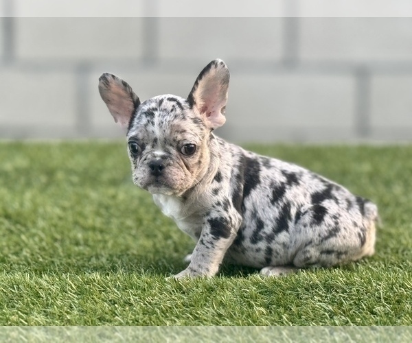 Medium Photo #13 French Bulldog Puppy For Sale in ENCINO, CA, USA