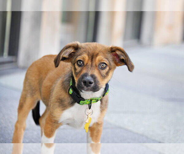 Medium Photo #4 Australian Shepherd-Unknown Mix Puppy For Sale in Sandy, UT, USA
