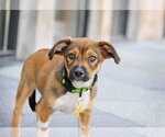 Small #3 Australian Shepherd Mix
