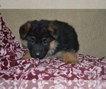 Puppy Tatum German Shepherd Dog
