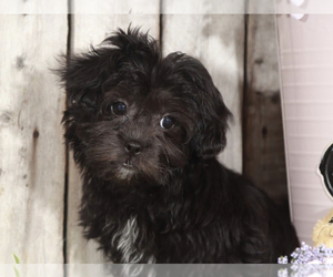 ShihPoo Puppy for sale in MOUNT VERNON, OH, USA