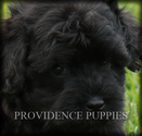 Small Photo #1 Poovanese Puppy For Sale in WAYLAND, IA, USA