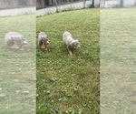Small #1 American Bully