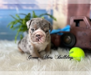 English Bulldog Puppy for sale in OOLOGAH, OK, USA