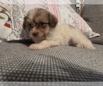Small #52 Maltipom-Pomeranian Mix