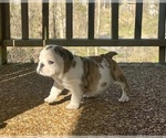 Small Photo #11 English Bulldog Puppy For Sale in COLUMBIA, TN, USA