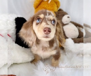 Dachshund Puppy for sale in ASTORIA, NY, USA