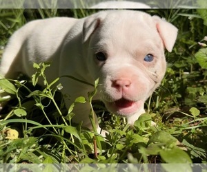 Medium American Bully