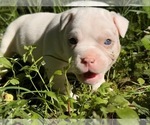 Puppy 2 American Bully
