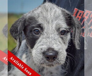 Mutt Dogs for adoption in Huntley, IL, USA