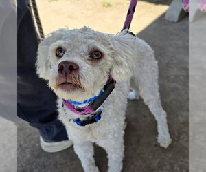 Poodle (Miniature) Dogs for adoption in Long Beach, CA, USA