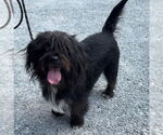 Small Photo #2 Bearded Collie-Unknown Mix Puppy For Sale in Rustburg, VA, USA