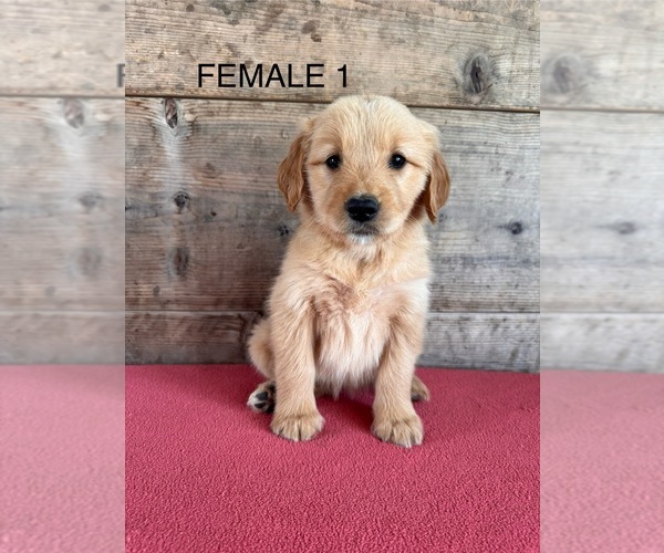 Medium Photo #6 Golden Retriever Puppy For Sale in VERMONTVILLE, MI, USA