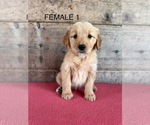 Small #5 Golden Retriever