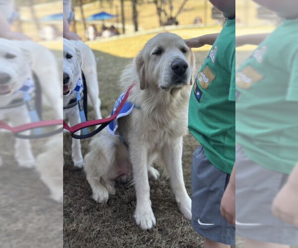 Medium Photo #7 Great Pyrenees Puppy For Sale in Dallas, TX, USA