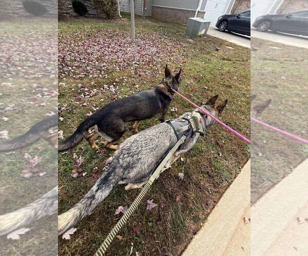 Medium Photo #2 German Shepherd Dog-Unknown Mix Puppy For Sale in La Grange , NC, USA