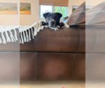 Bodie - Male Borador Dog for Adoption - Small photo
