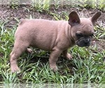 Small #2 French Bulldog