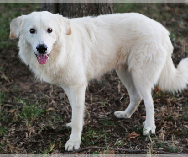 Medium Photo #5 Great Pyrenees Puppy For Sale in Dallas, TX, USA