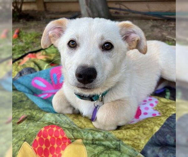 Medium Photo #3 Mutt Puppy For Sale in Fremont, CA, USA