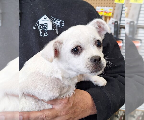 Medium Photo #2 Cheeks Puppy For Sale in House Springs, MO, USA