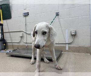 Labrenees Dogs for adoption in Grand Prairie, TX, USA