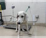 GHOST - Male Labrenees Dog for Adoption - Small photo